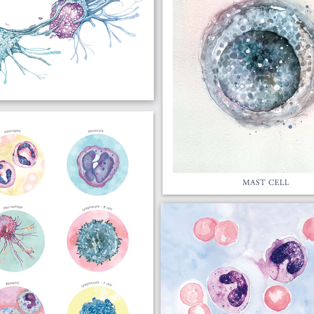 Immunology, Blood cells