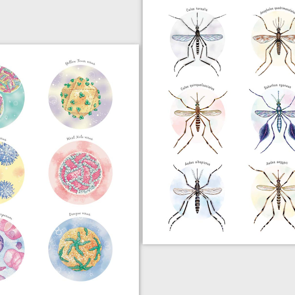 Mosquito vector