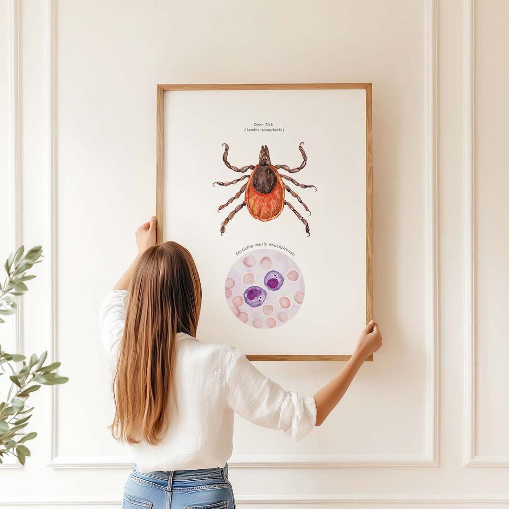 Deer Tick Vector Ehrlichiosis Poster