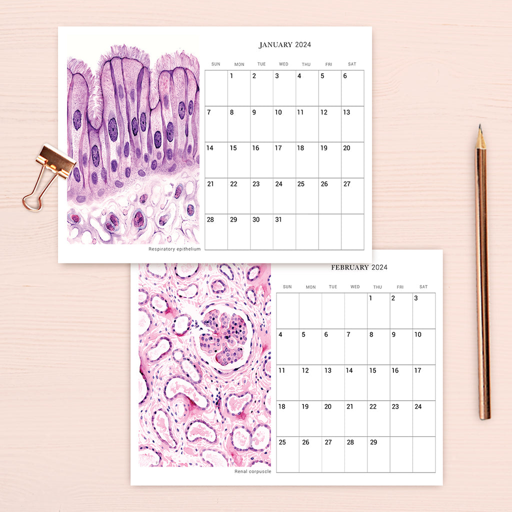 2024 Human Body Histology Art Desk Calendar