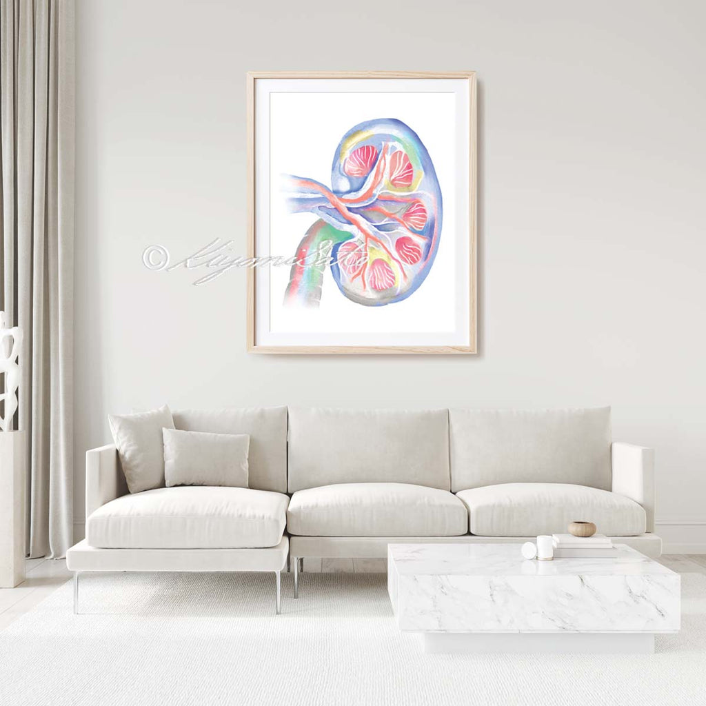 Feline Kidney Anatomy Art