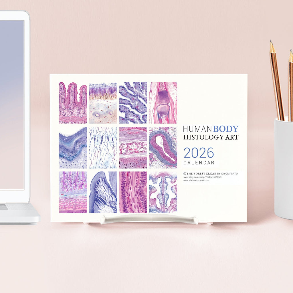 2026 Human Body Histology Art Desk Calendar