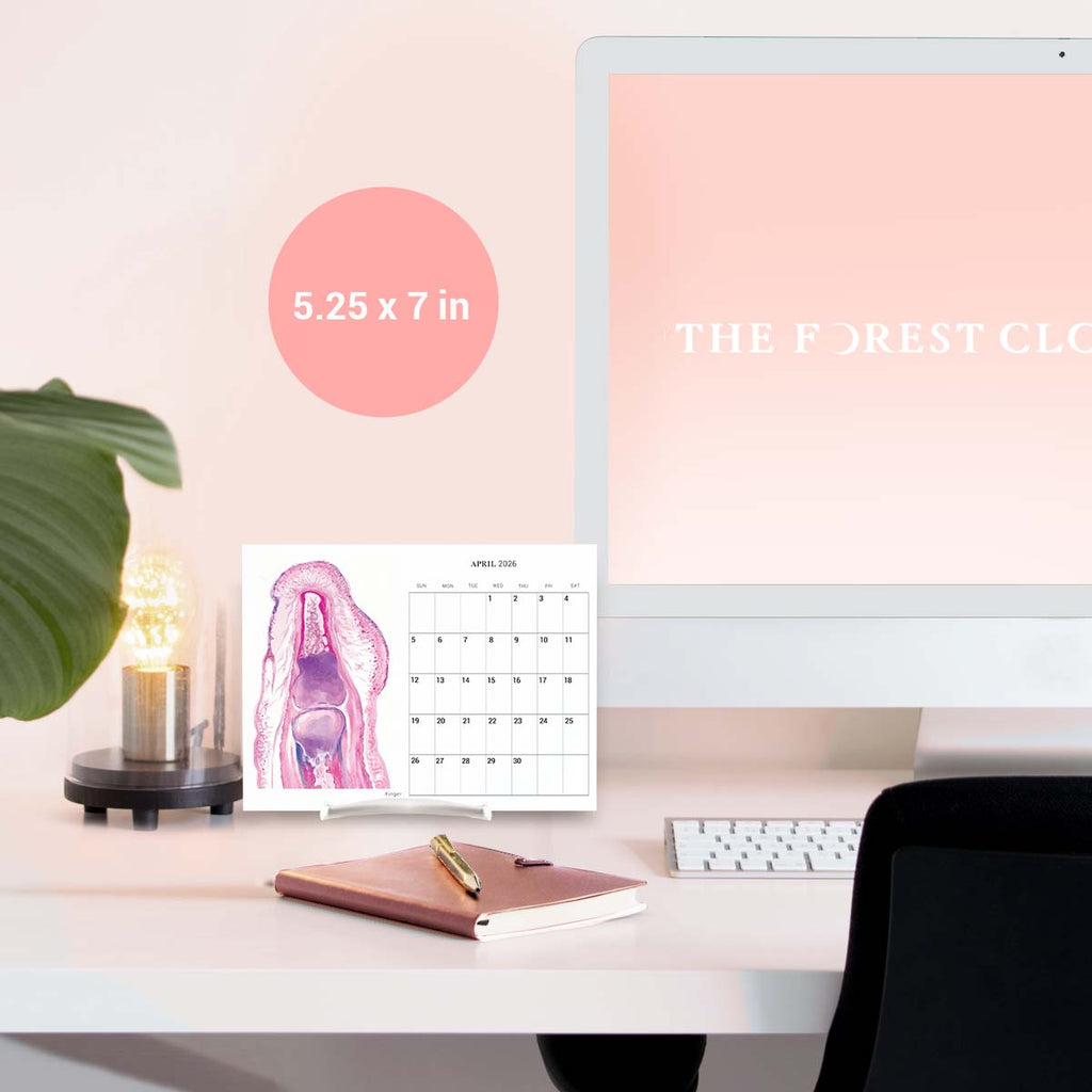 2026 Human Body Histology Art Desk Calendar