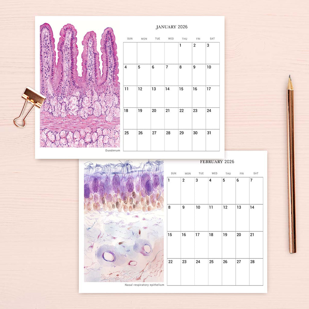2026 Human Body Histology Art Desk Calendar
