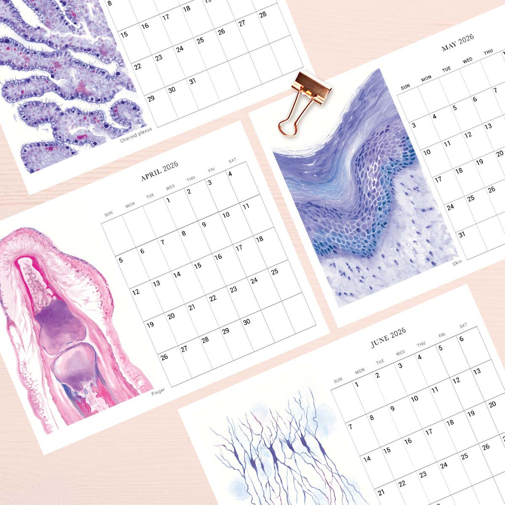 2026 Human Body Histology Art Desk Calendar