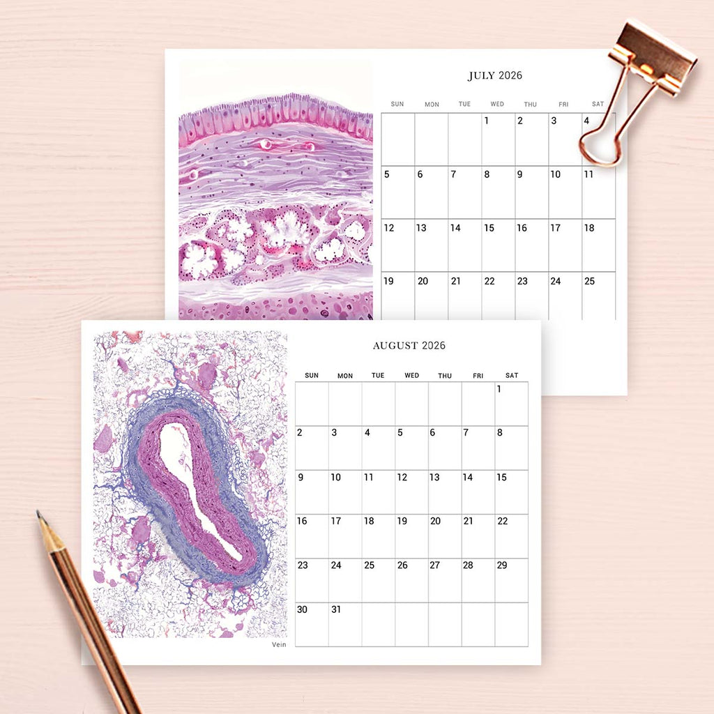 2026 Human Body Histology Art Desk Calendar