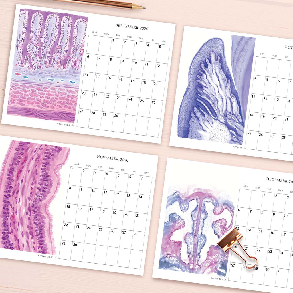 2026 Human Body Histology Art Desk Calendar