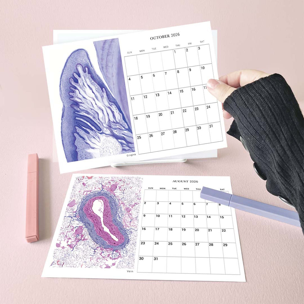 2026 Human Body Histology Art Desk Calendar