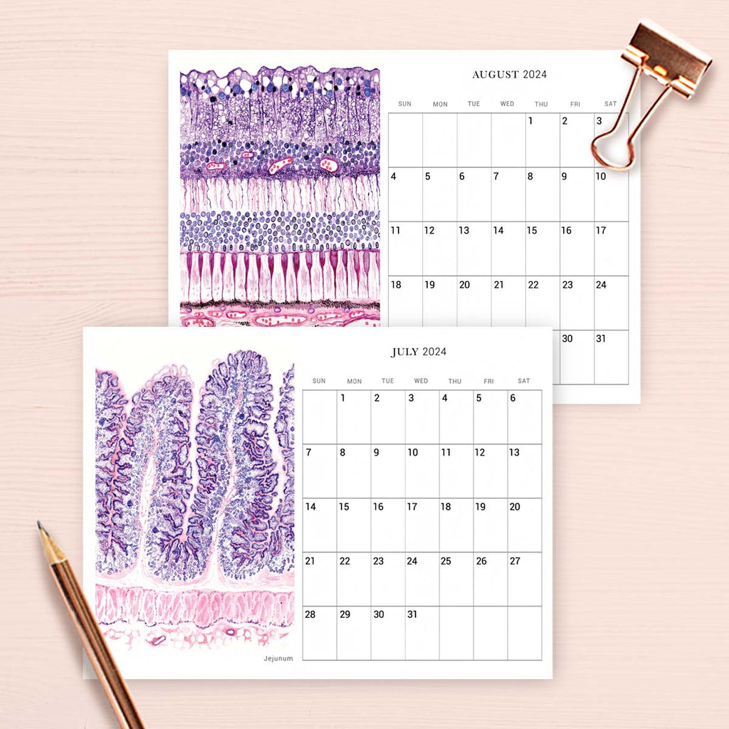 2024 Human Body Histology Art Desk Calendar