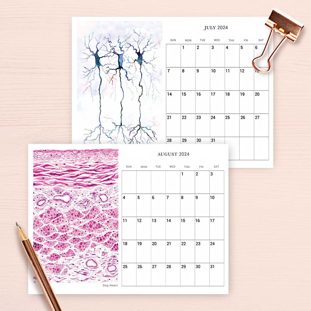 2024 Veterinary Histology Art Desk Calendar