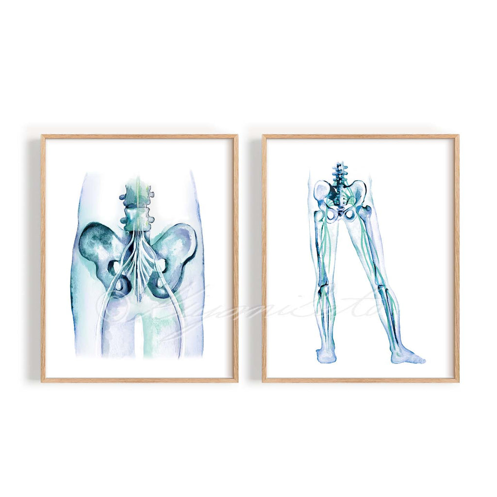 Sciatic Nerve Art Prints Set of 2