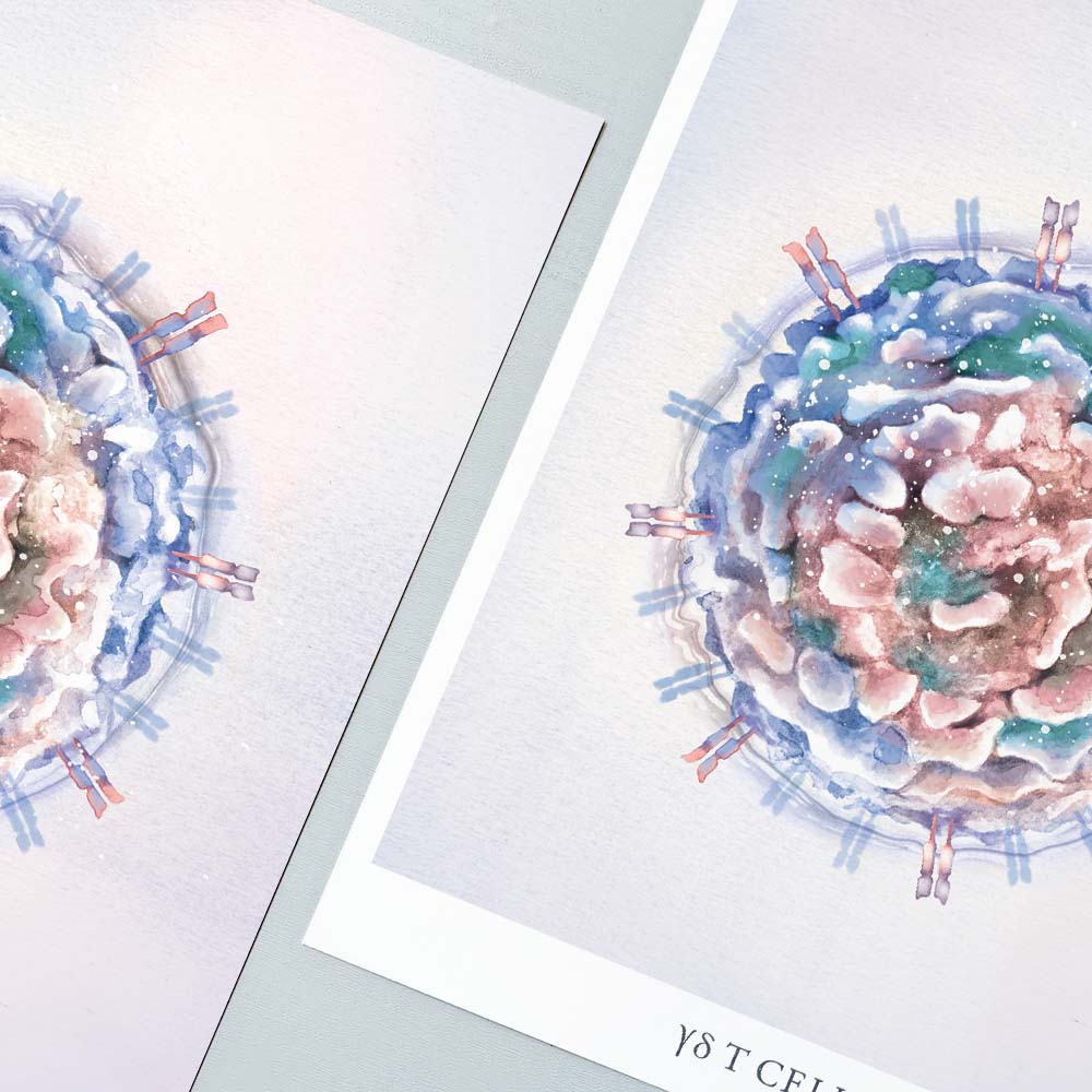 Gamma Delta T Cell