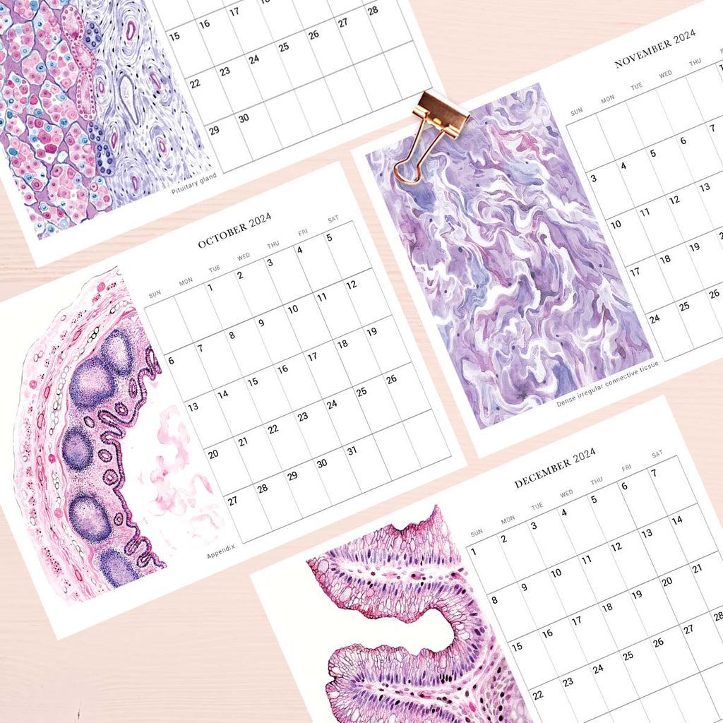 2024 Human Body Histology Art Desk Calendar