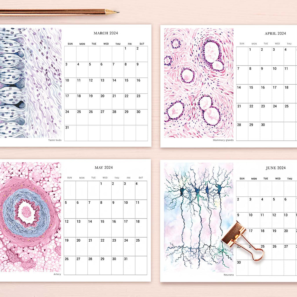 2024 Human Body Histology Art Desk Calendar