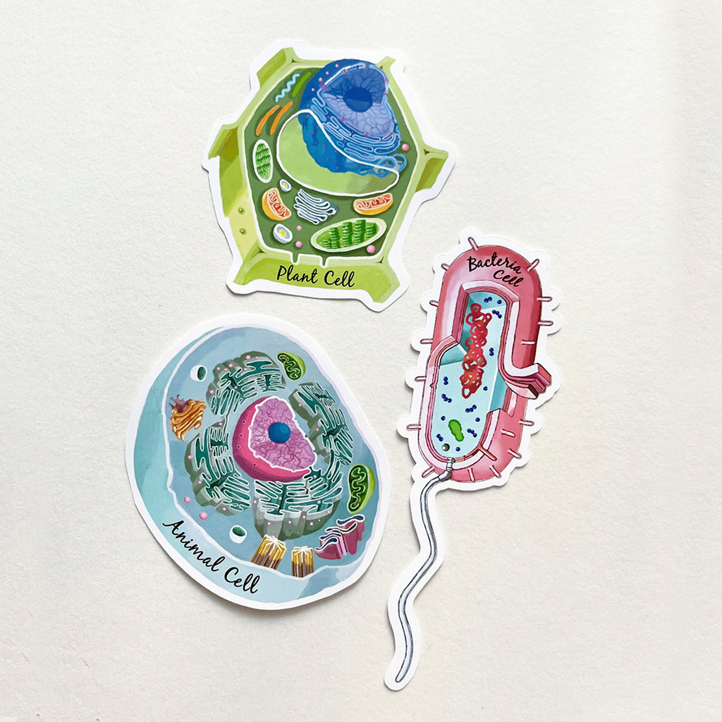 Cell Sticker Set of 3, Animal Cell, Bacteria Cell, Plant Cell Vinyl Sticker