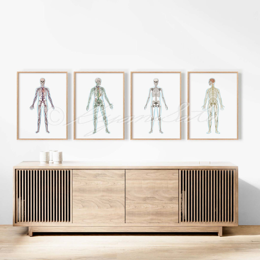 Human Anatomy Art Set of 4