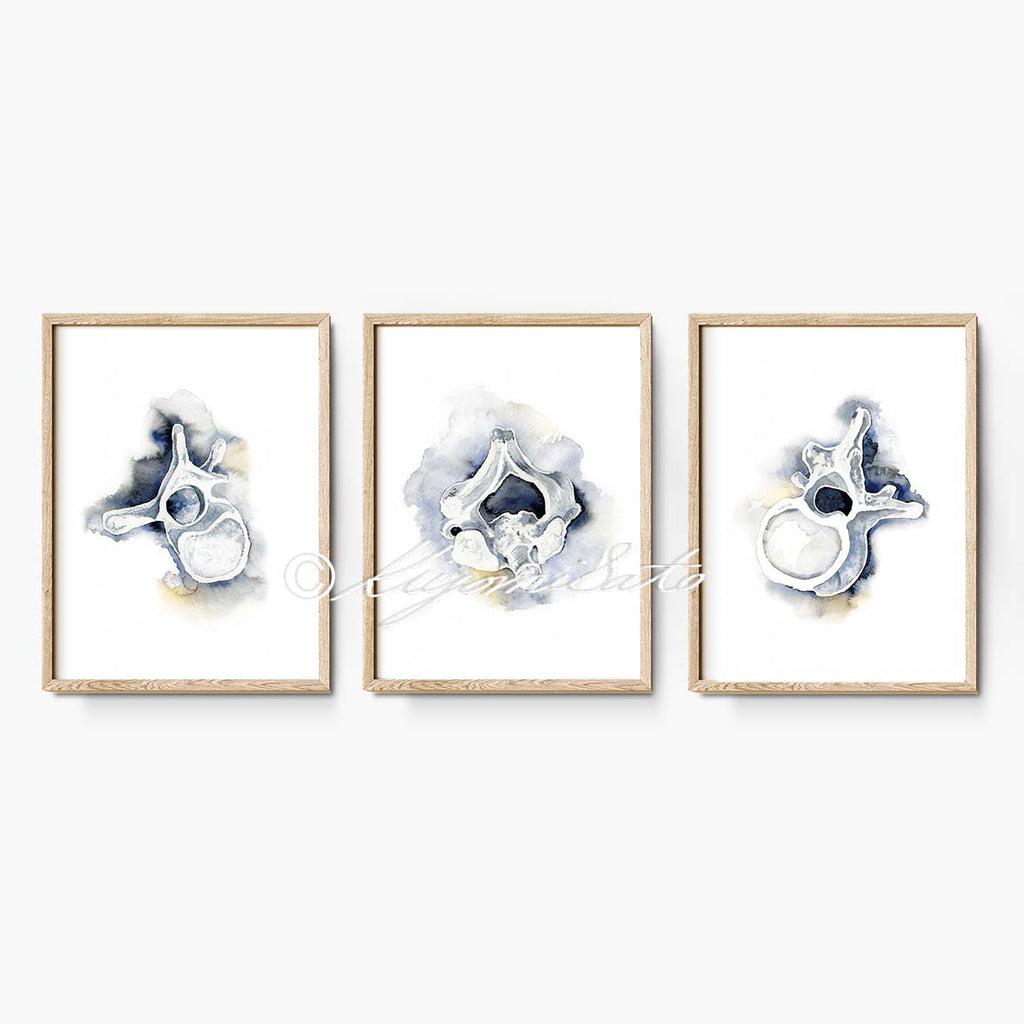 Vertebrae Art poster set of 3