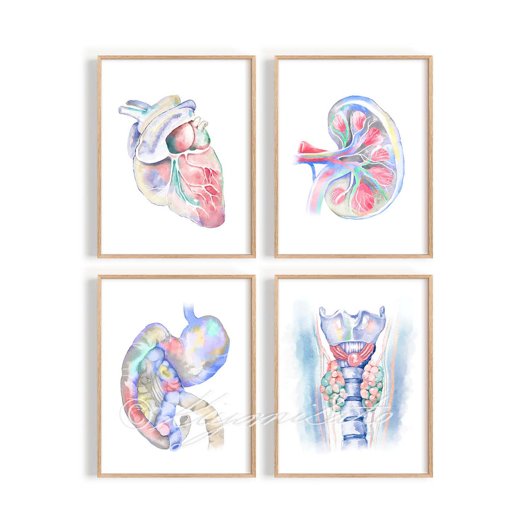 Canine Anatomy Art 4 print set