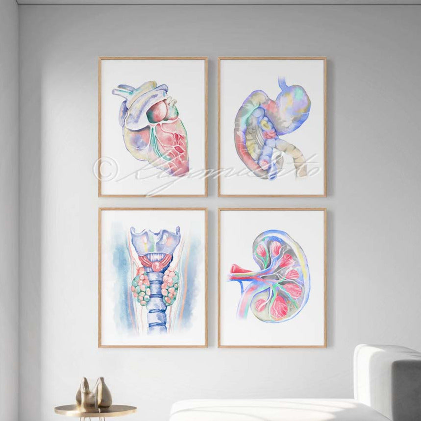 Canine Anatomy Art 4 print set