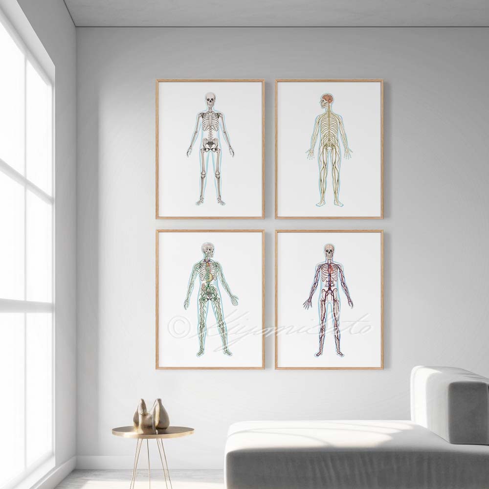 Human Anatomy Art Set of 4