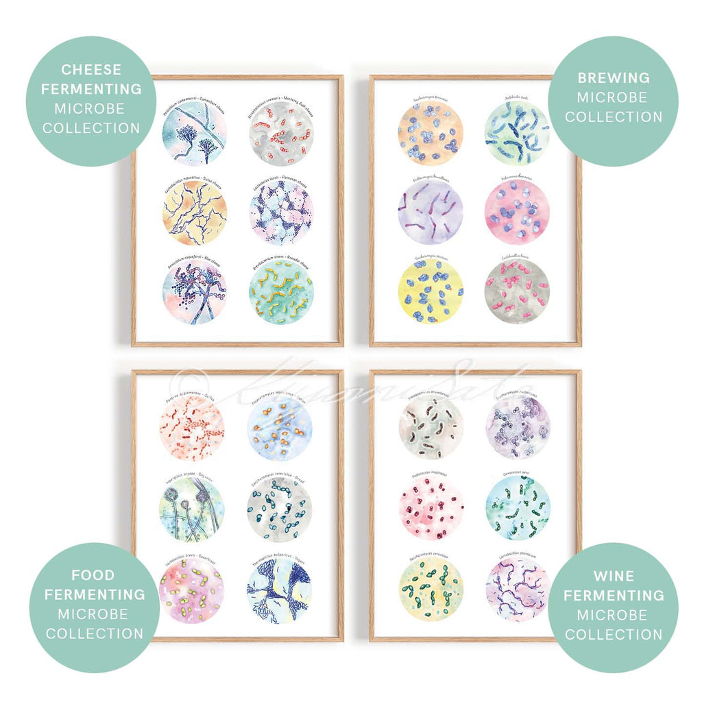 Microbiology Kitchen Art Set of 4