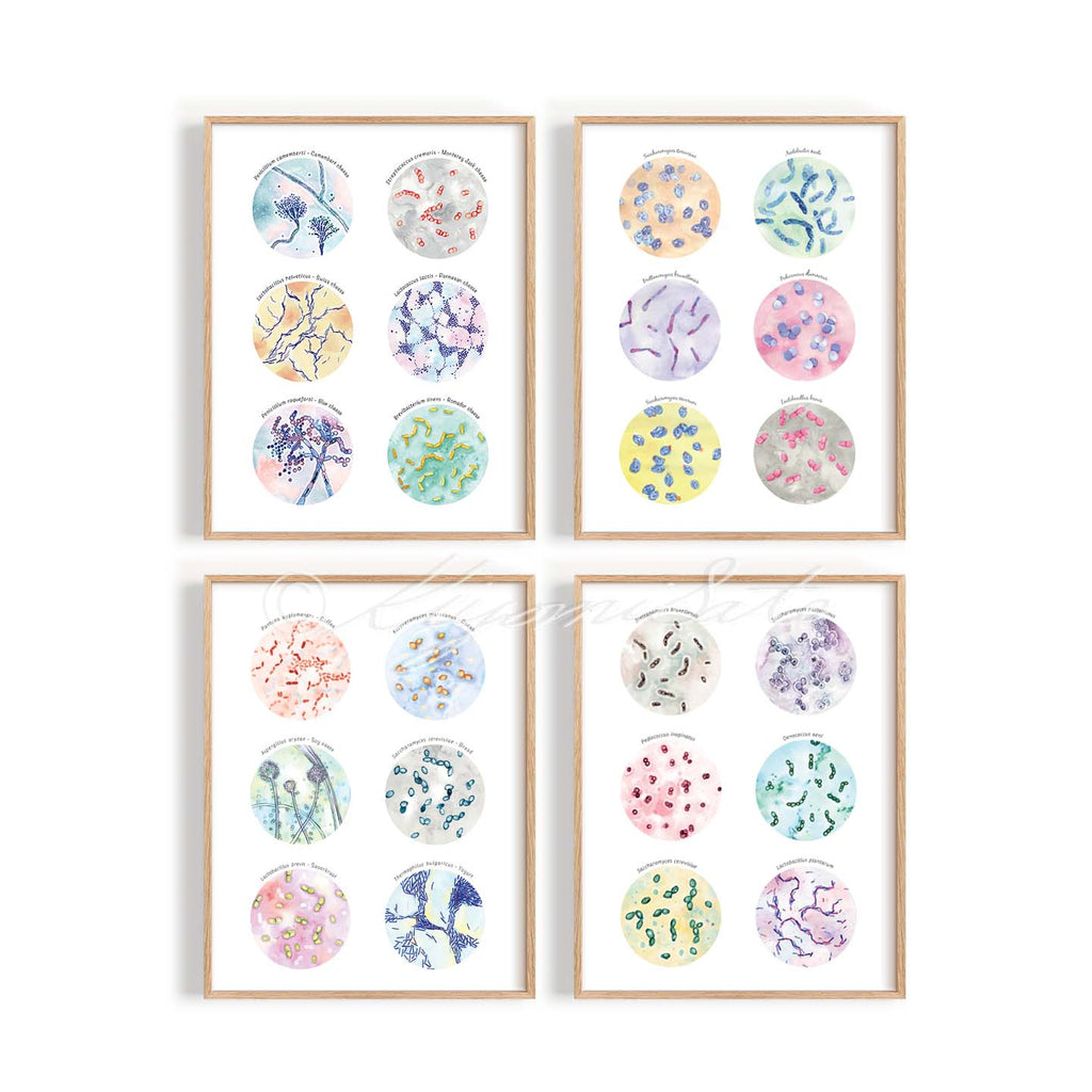 Microbiology Kitchen Art Set of 4