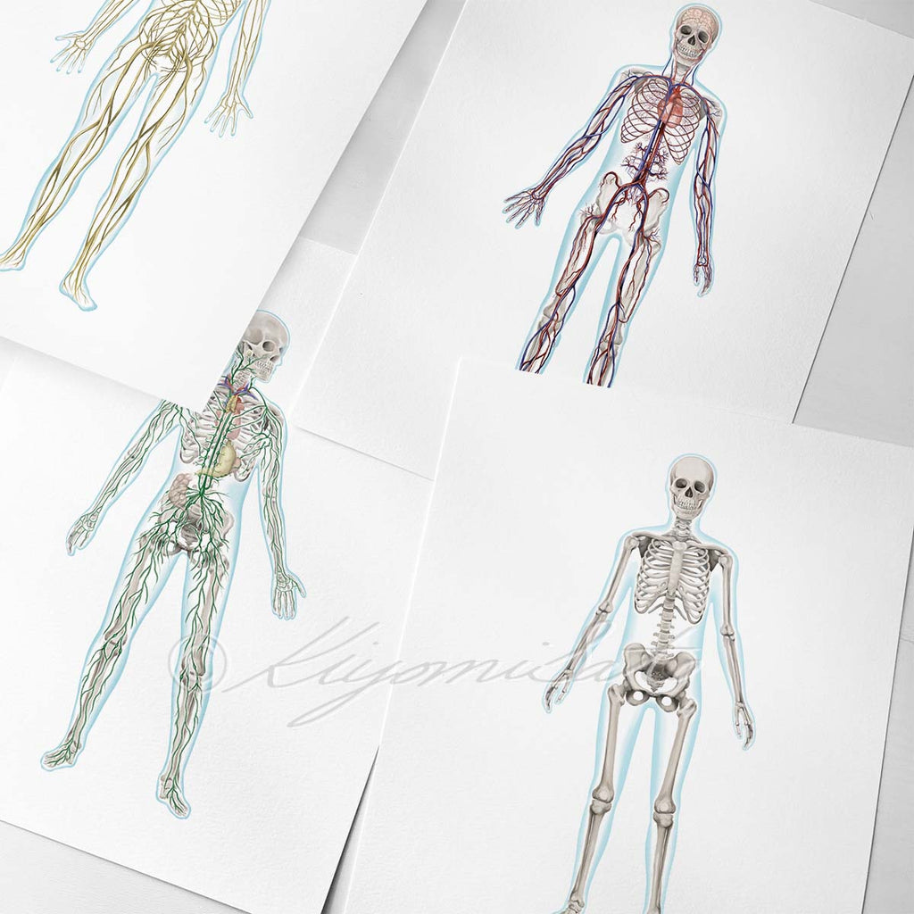 Human Anatomy Art Set of 4