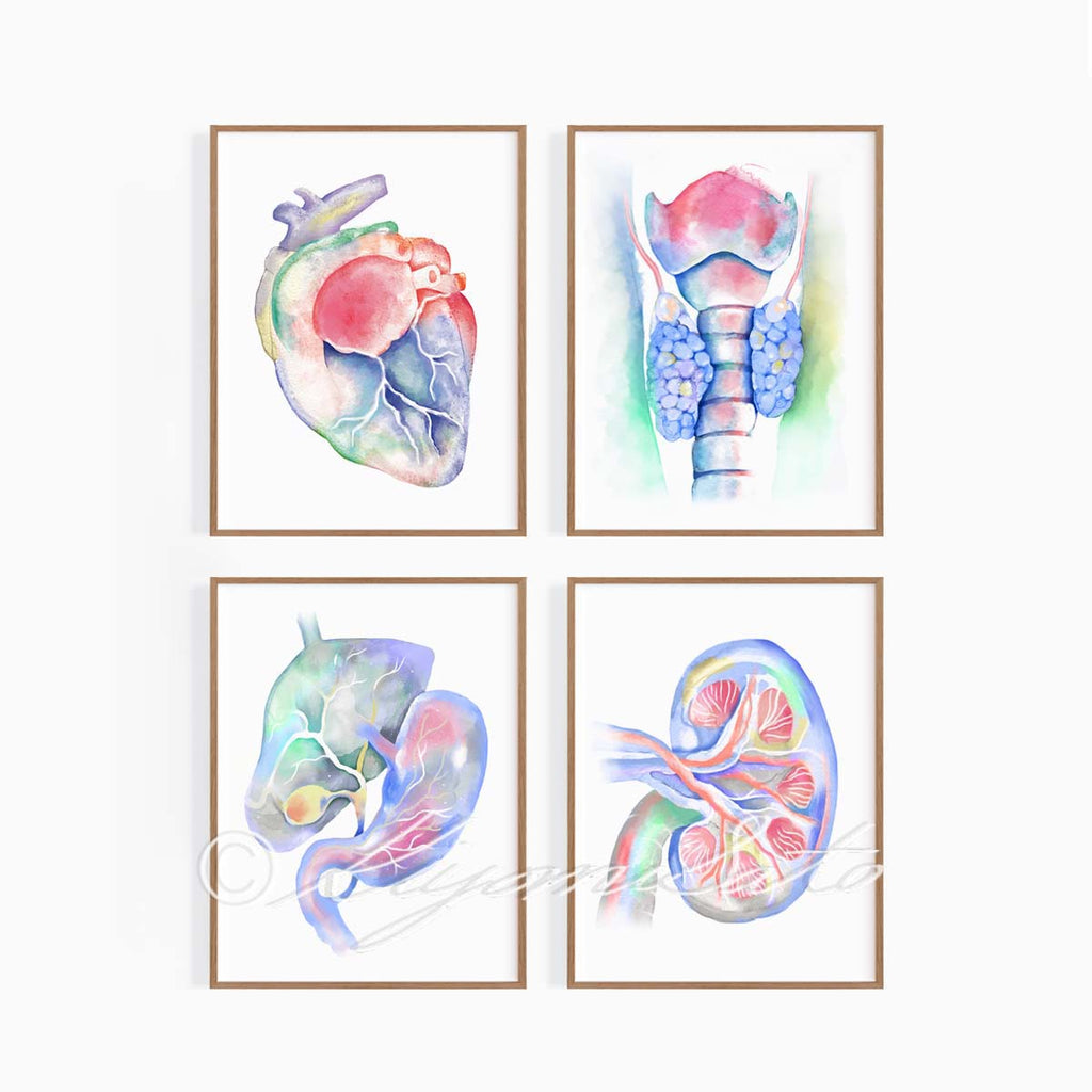 Cat Anatomy Art 4 print set