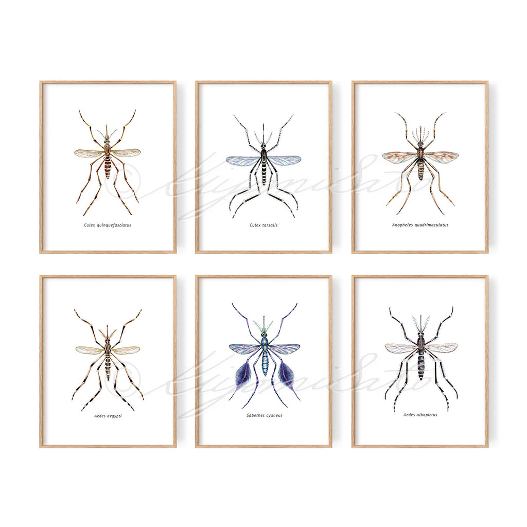 Mosquito Art poster set of 6