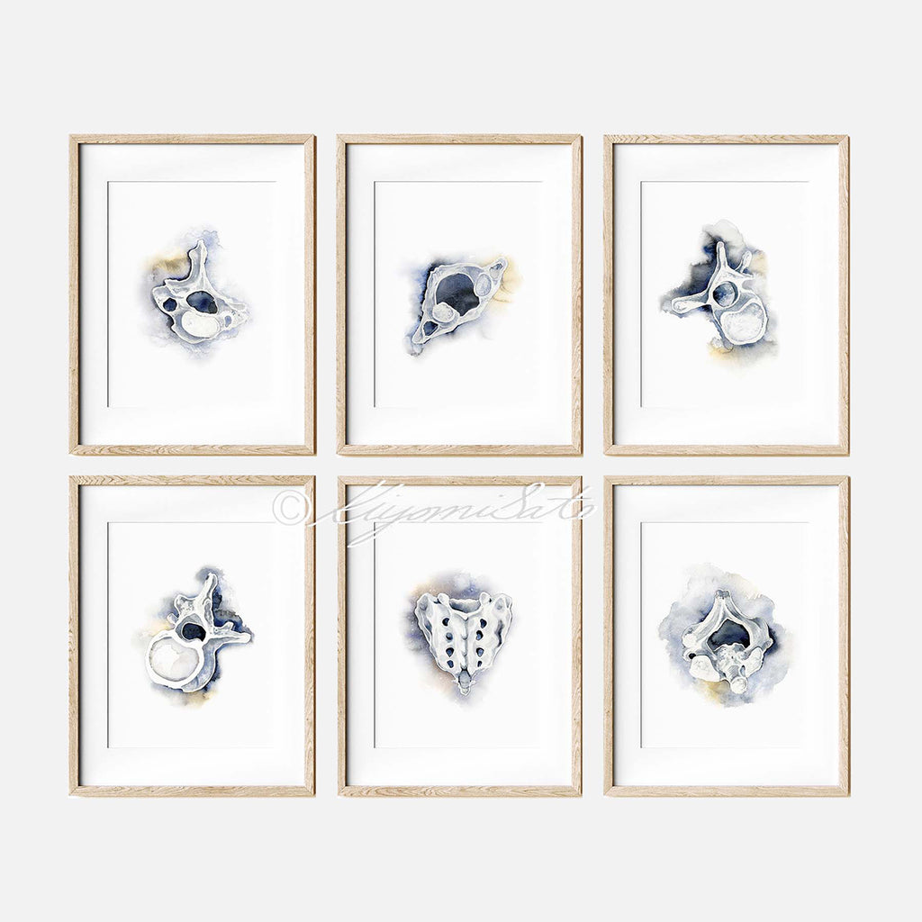 Vertebrae Gallery Art poster set of 6, Orthopedics Art