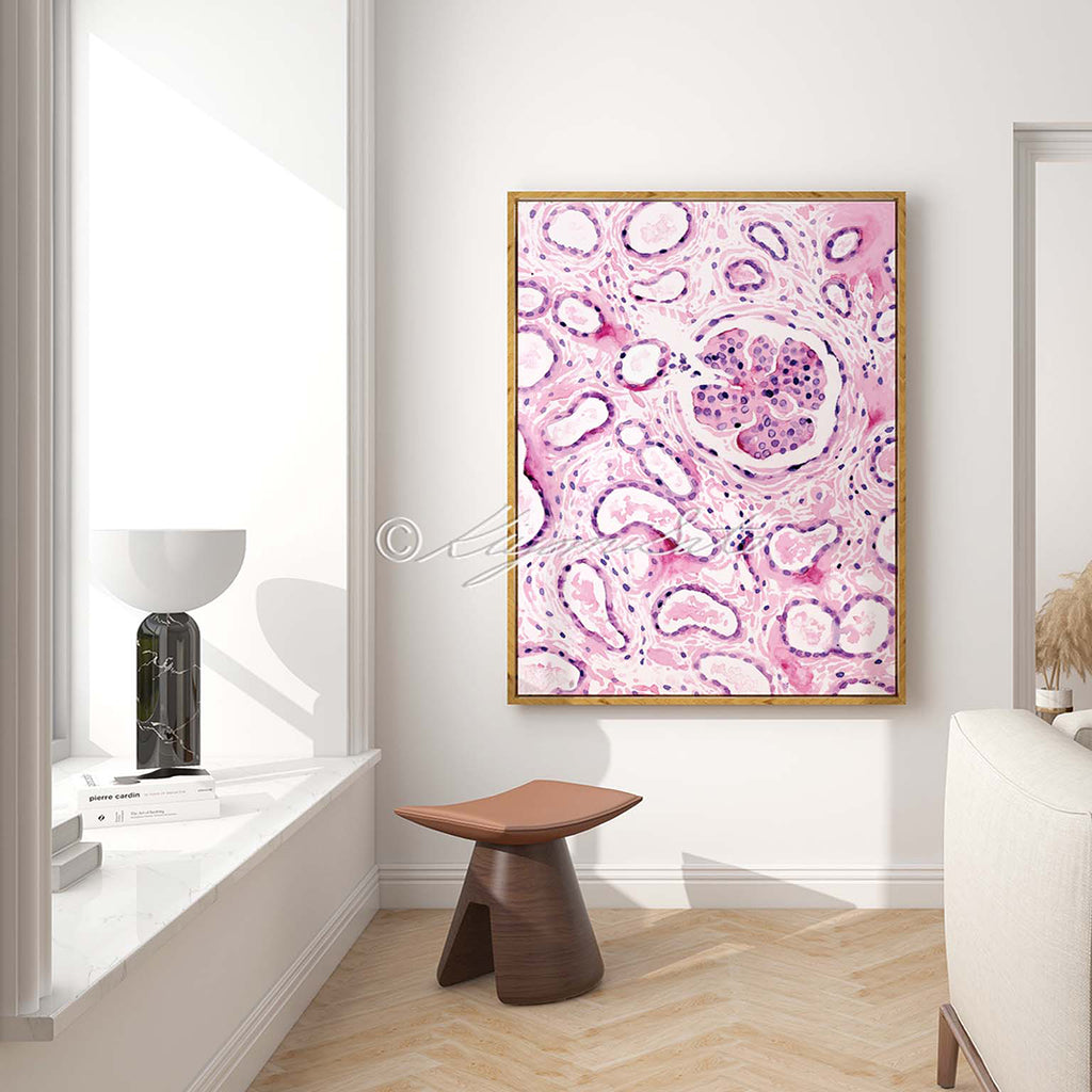Renal corpuscle  Histology Art
