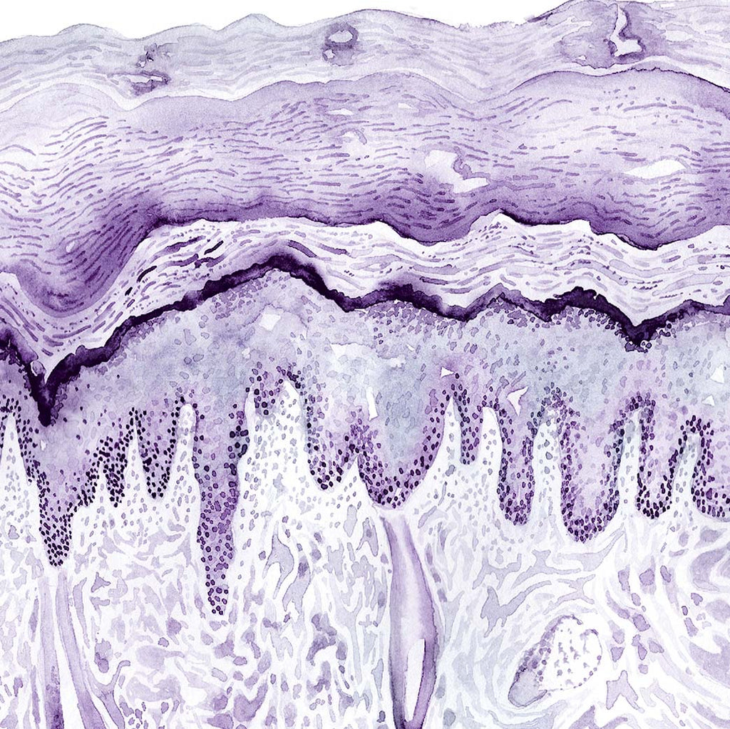 Cat Digital pad Histology Art