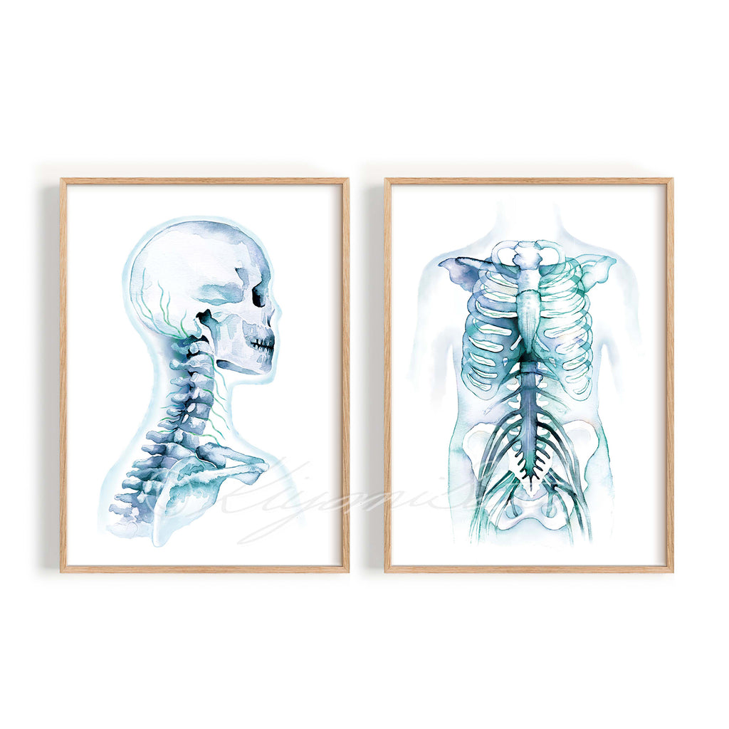 Cervical Nerves and Intercostal Nerves Art Set of 2 Prints