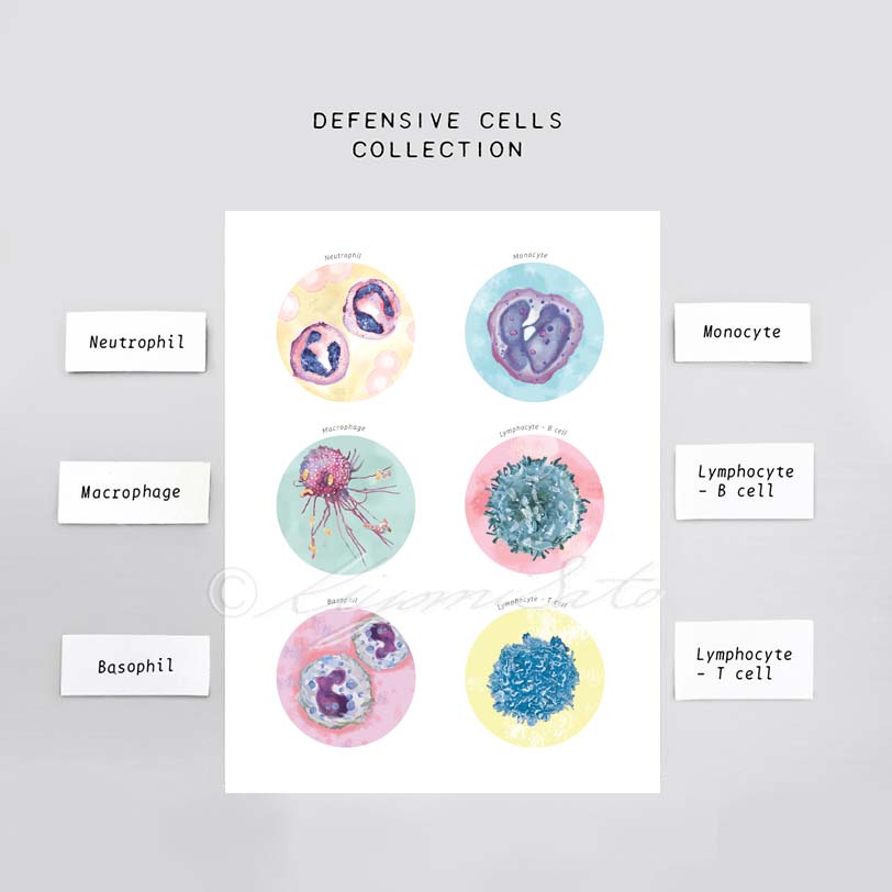 Defensive Cells, Immune System Collection