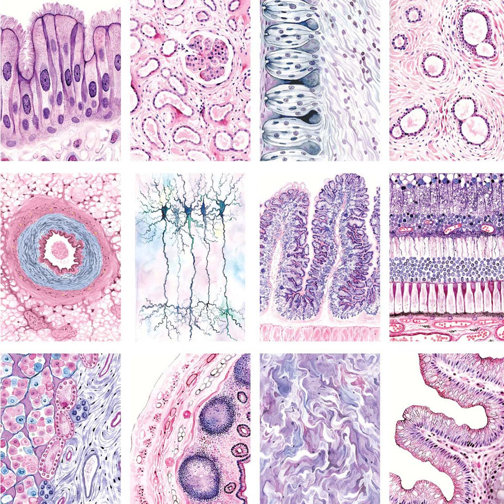 2024 Human Body Histology Art Desk Calendar