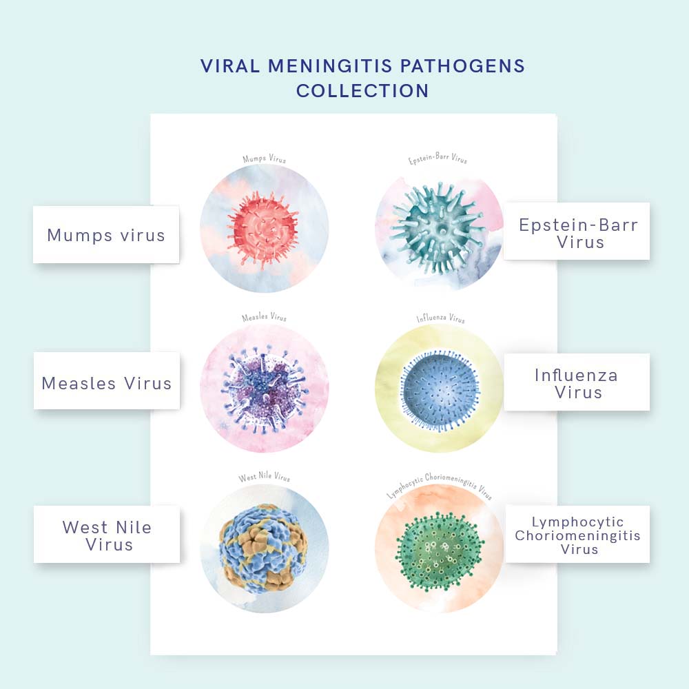 Meningitis Causing Virus Collection