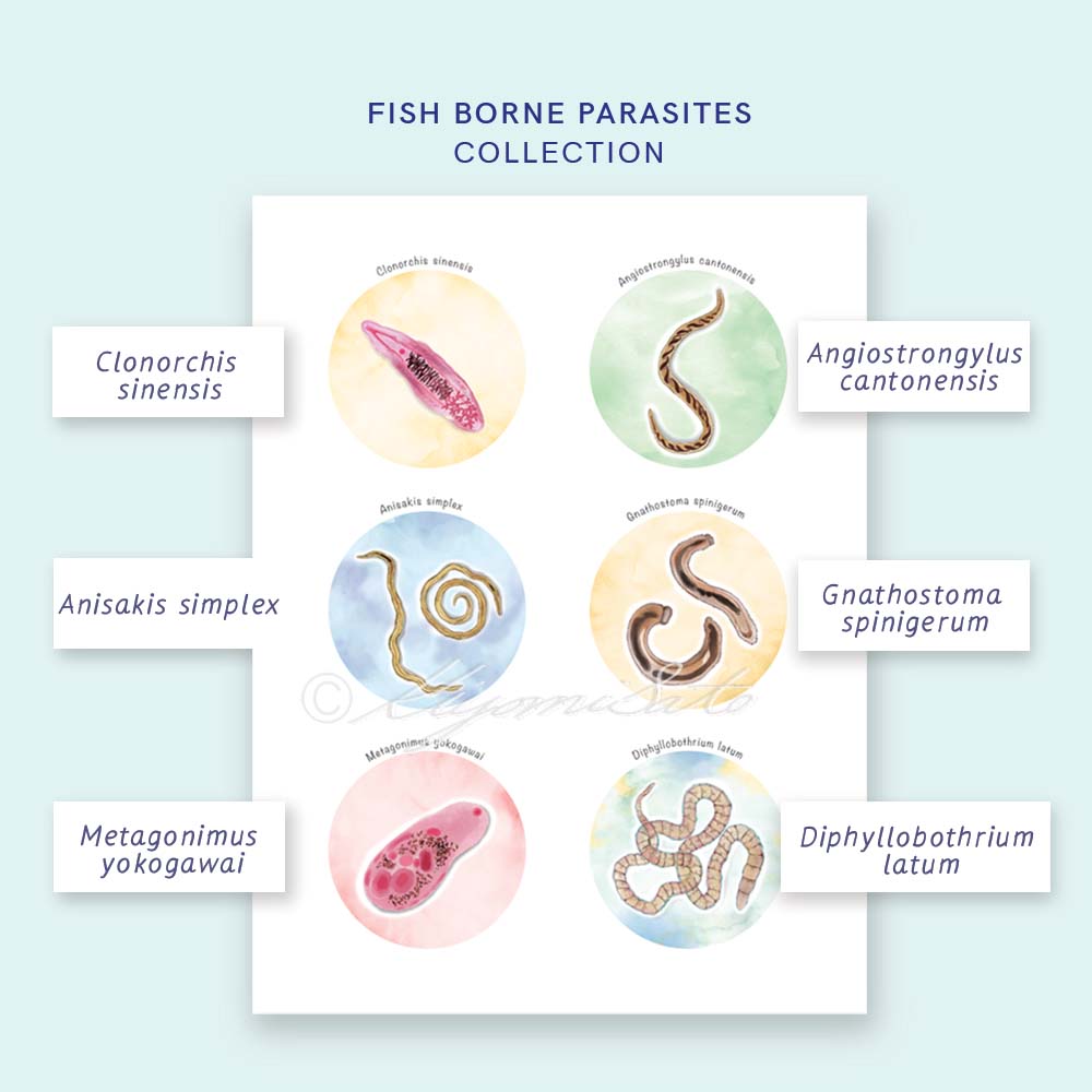 Fish borne Parasites Collection