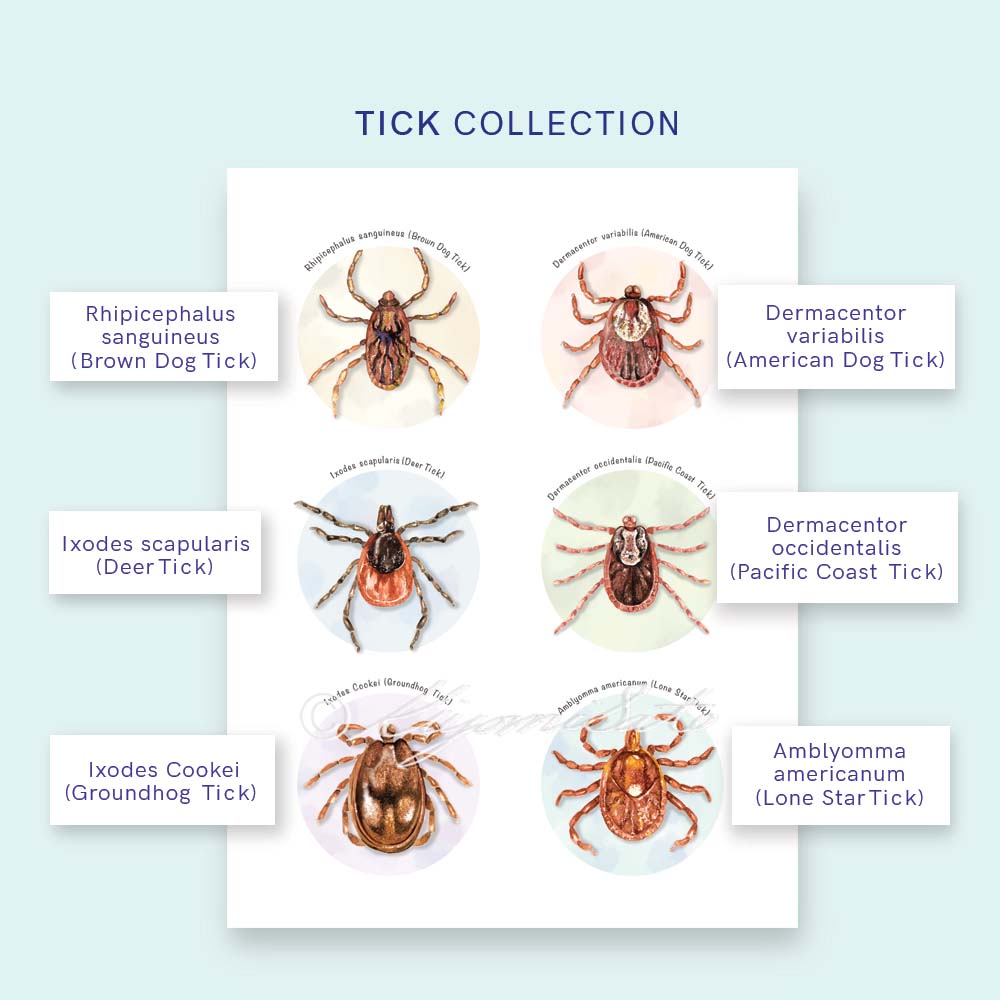 Tick Collection