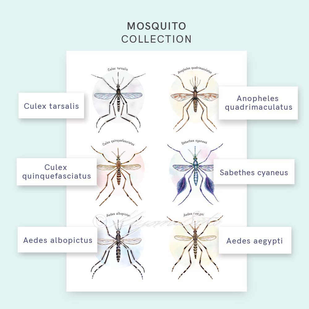 Mosquito Collection