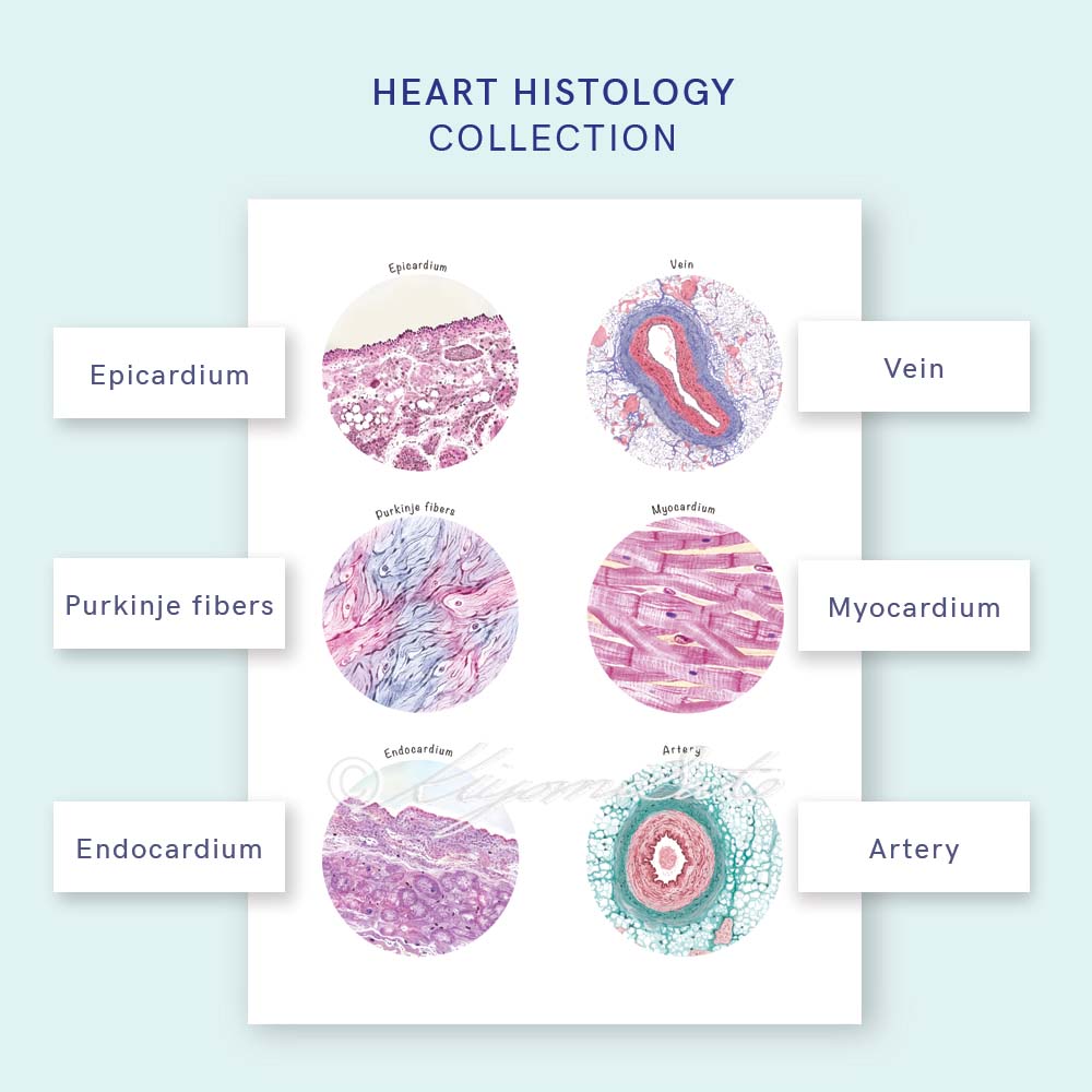Heart Histology Collection