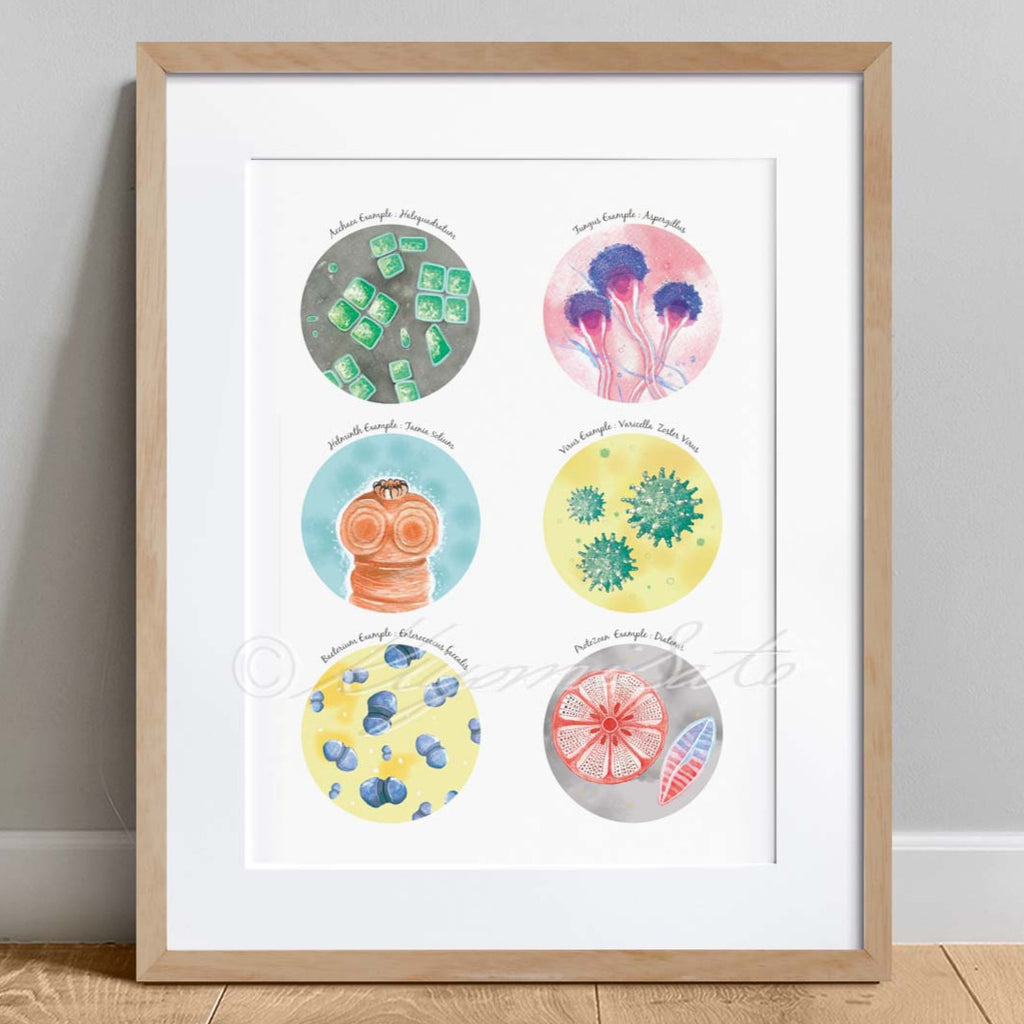 Six Types of Microorganisms Collection