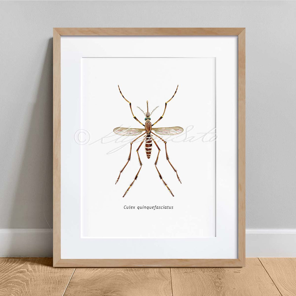 Mosquito Art poster set of 6