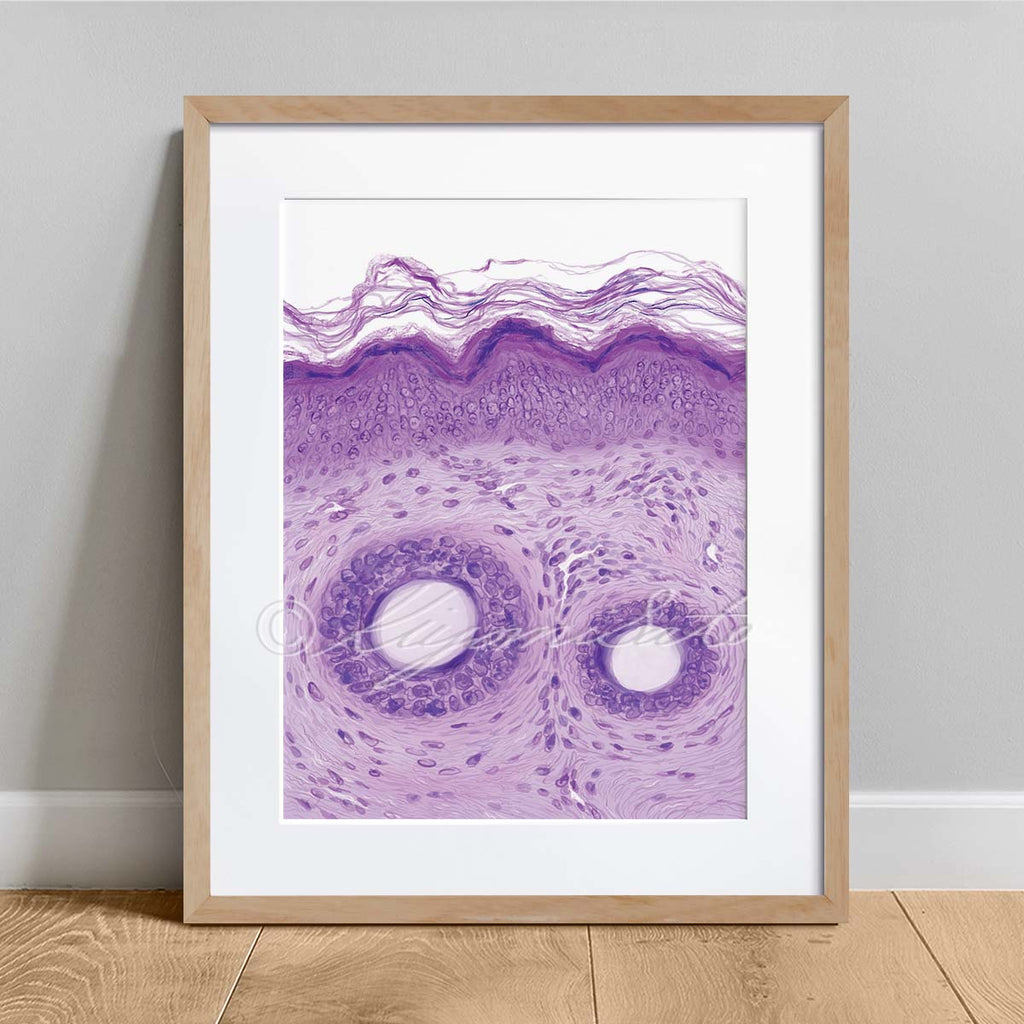 Epidermis and hair shaft