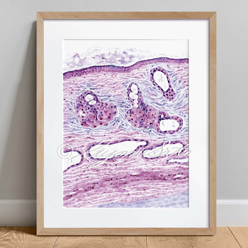 Cat Ear Canal Histology Art