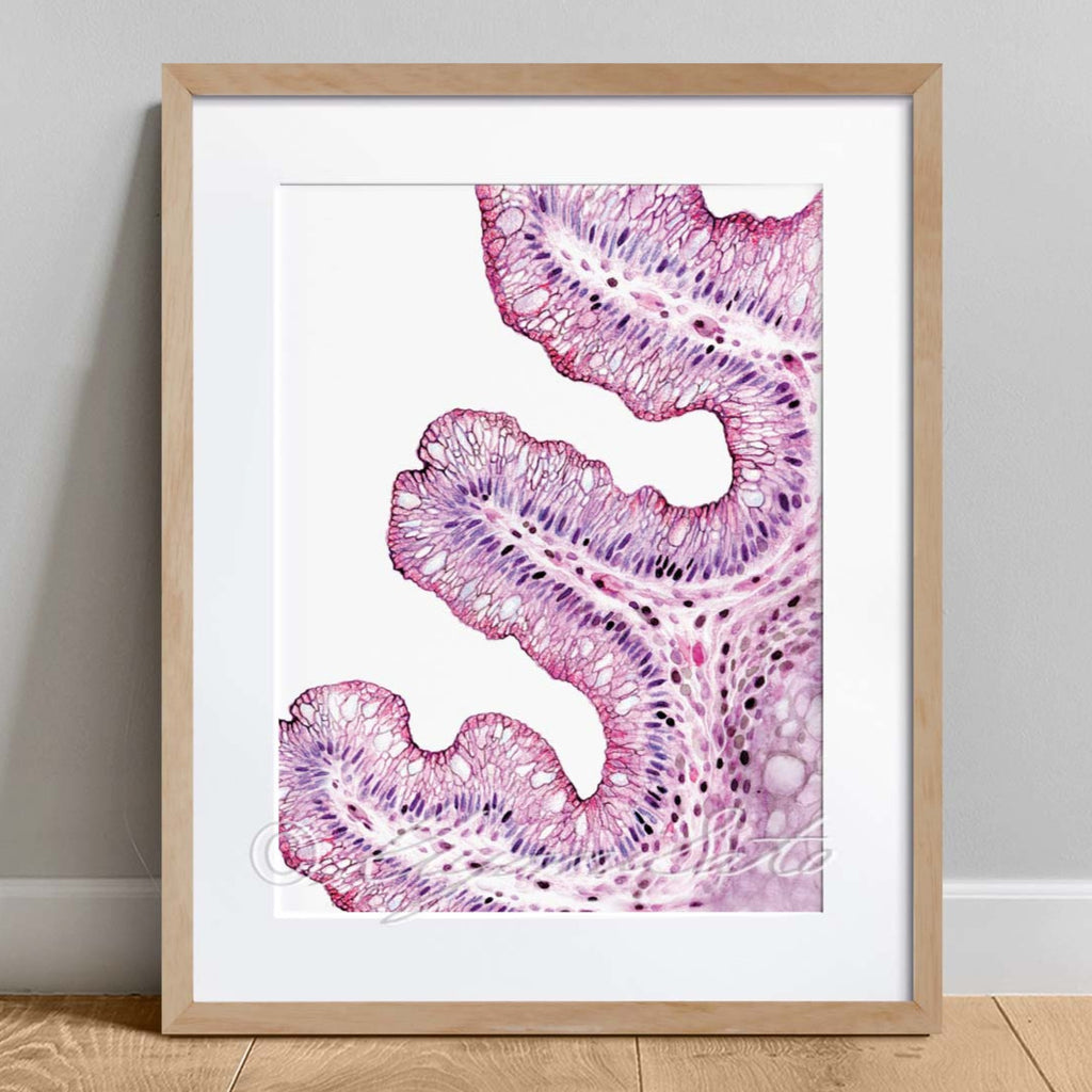 Goblet Cell Histology Art