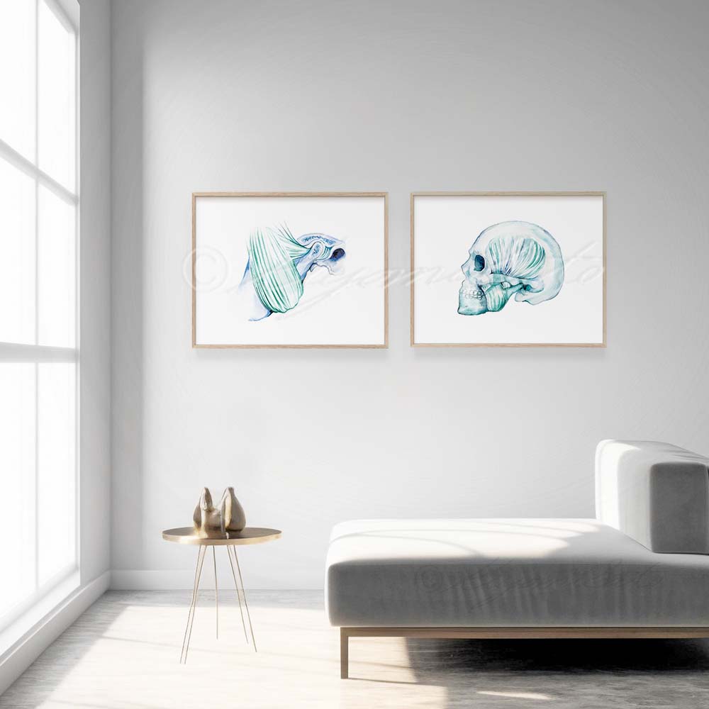 Masseter muscle and Temporal bone Art prints set of 2
