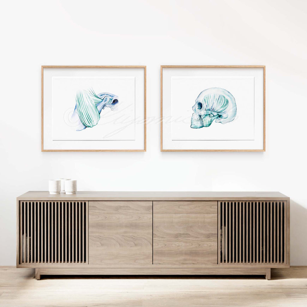 Masseter muscle and Temporal bone Art prints set of 2