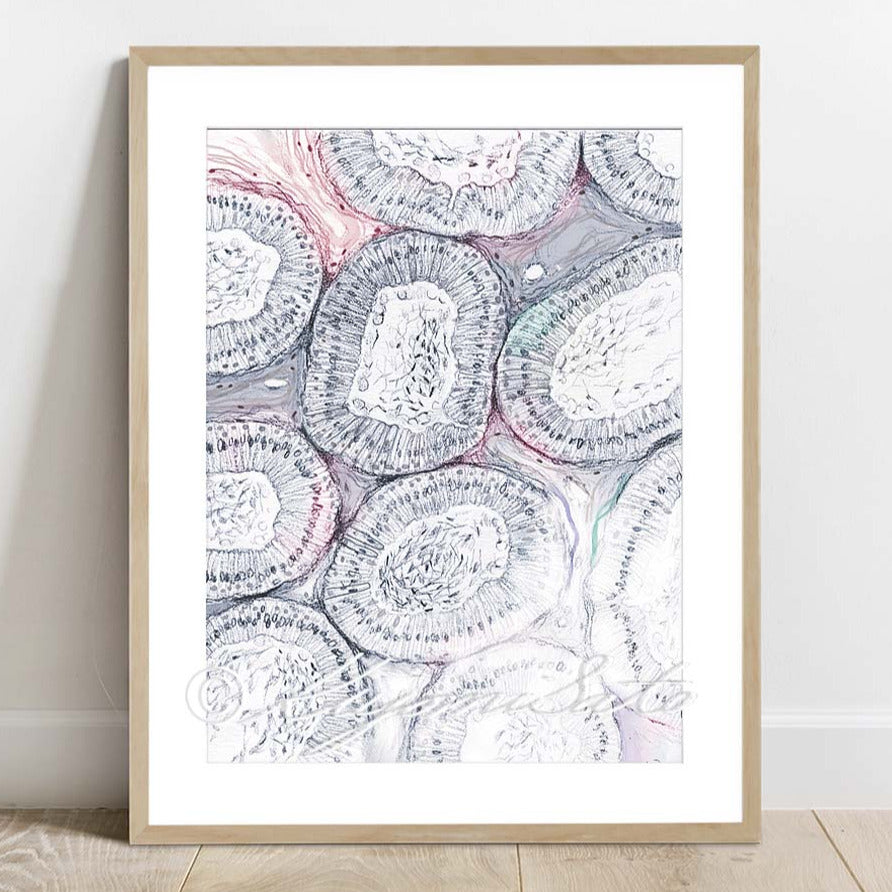 Epididymal Duct Histology Art