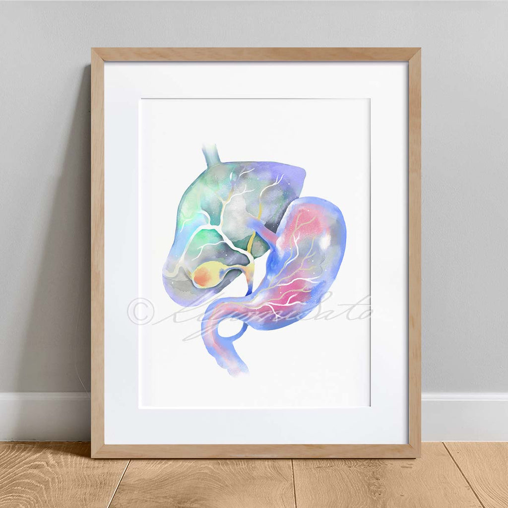 Feline Liver, Biliary Tract Anatomy Art