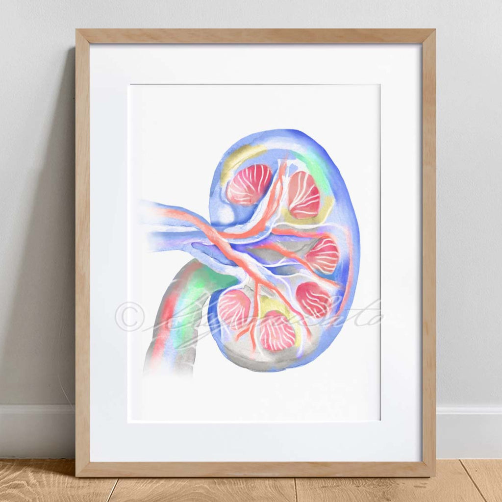 Feline Kidney Anatomy Art